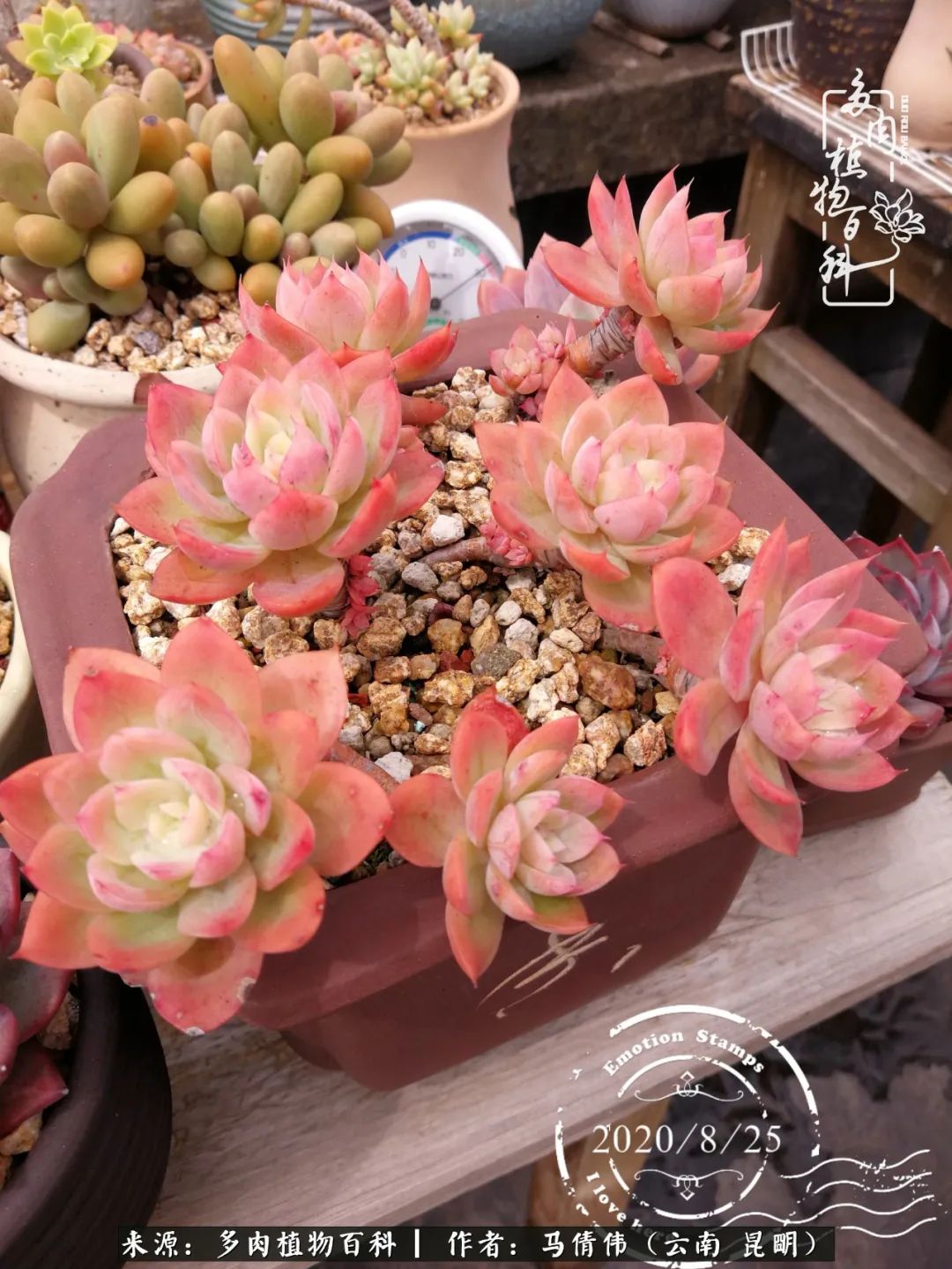 熬过了夏天的多肉,多肉熬过夏天惊艳整个秋天