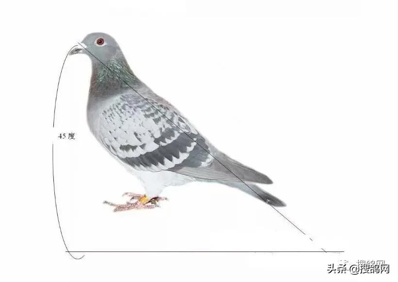 种鸽在体型上有什么标准,好鸽子的身形与特征