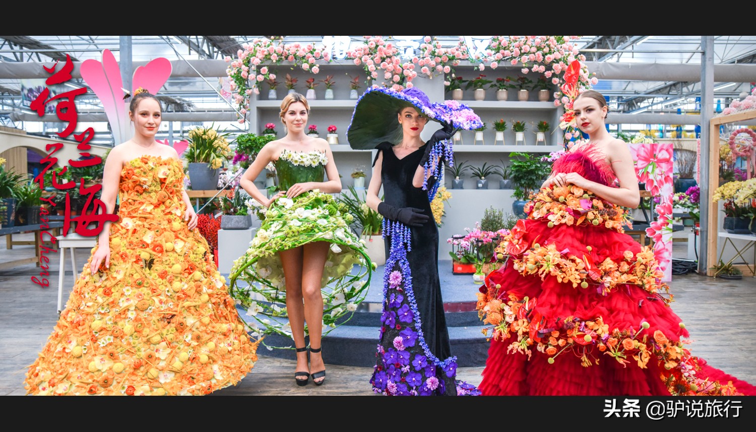 郁金香中国,中国郁金香第一花海