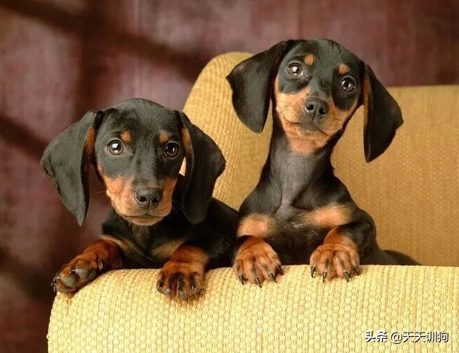 为什么德国犬种那么多,德国大型犬有哪些