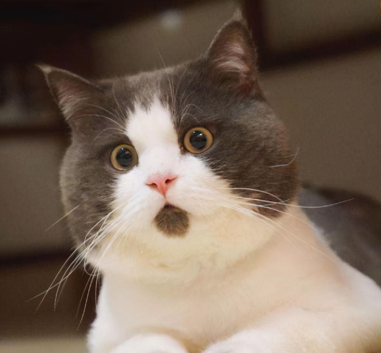 猫咪黑头发怎么办,猫咪有哪些有趣的处理方法