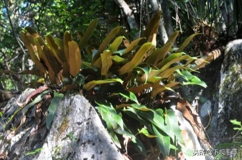 在广西农村常见的止血草,南方农村常见的止血的草