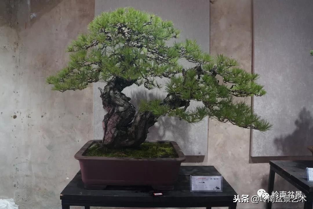 閲戝脊瀛愬湪鐩嗘櫙涓殑鍦颁綅,姒嗘爲鍦ㄧ泦鏅晫鍦颁綅