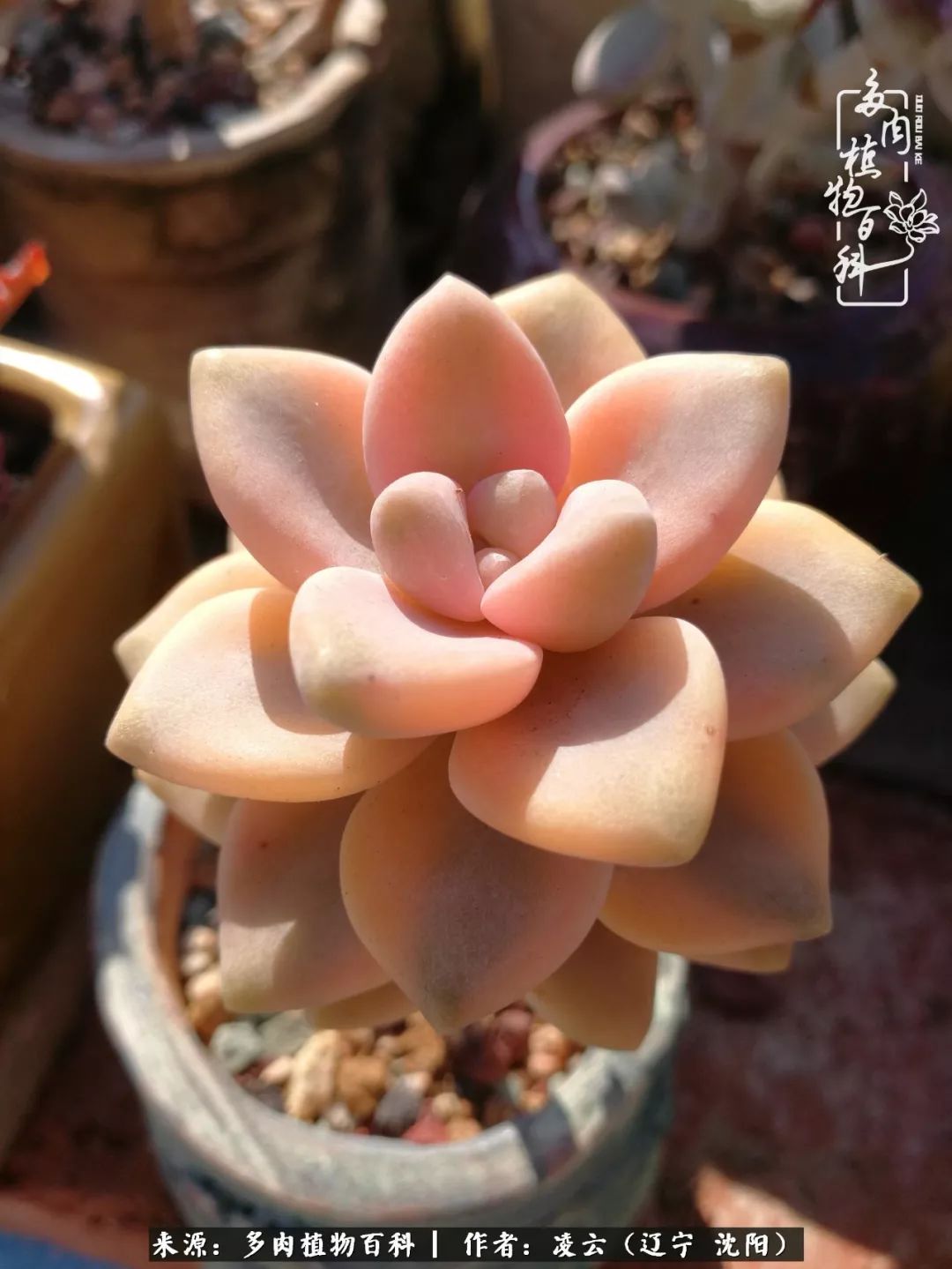 秋闲赏多肉，话育儿，亲生的自家娃，总有一刻让你怦然心动