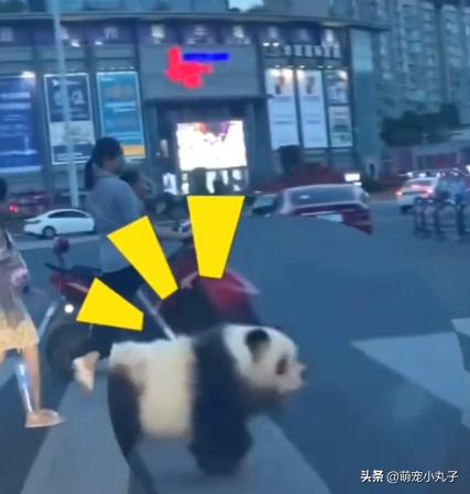 不染色熊猫松狮犬,熊猫型的松狮犬