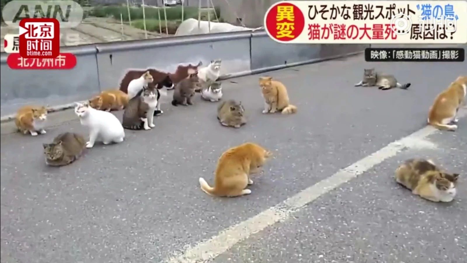 日本猫岛被投毒后现状,日本猫岛遭人投毒