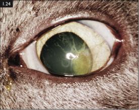 猫感染疱疹咳嗽,猫有眼屎打喷嚏怎么回事