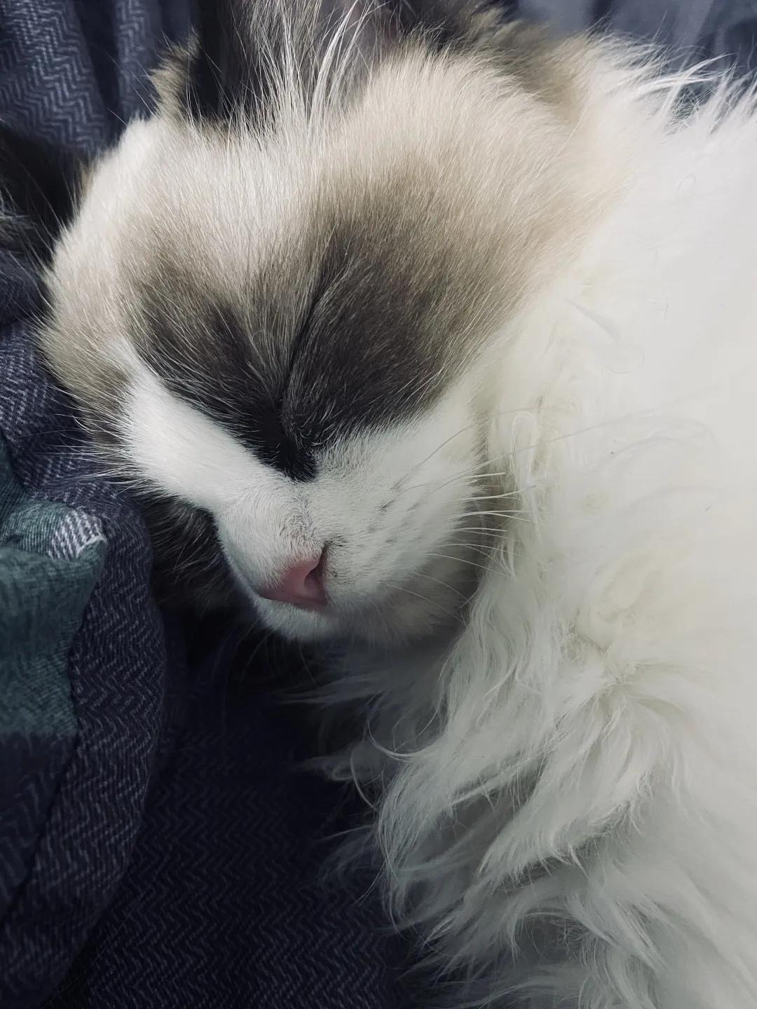 和宠物交流说什么,和宠物谈恋爱