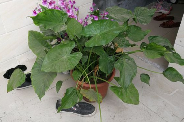 水培滴水观音叶子下垂怎么回事,滴水观音发黄下垂的叶子怎么处理