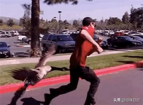 怎么选肥鹅最好吃,鹅肥怎么做好吃