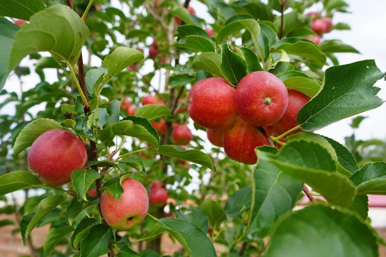 走进城乡看小康乡村变化,走进乡村看小康农家乐产业
