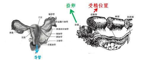 子宫输卵管造影术到底是“何方神圣”?
