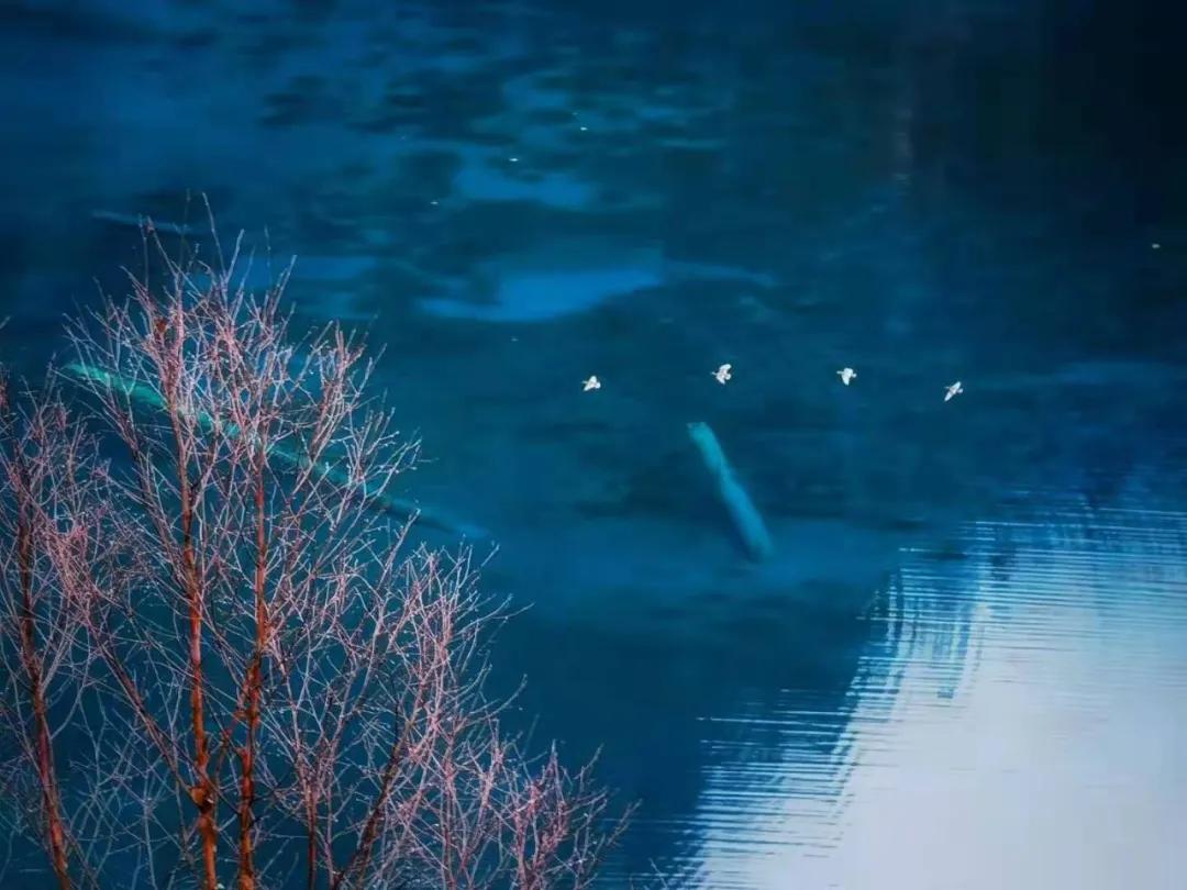 趁春意来赏油菜花海,趁春光去野游