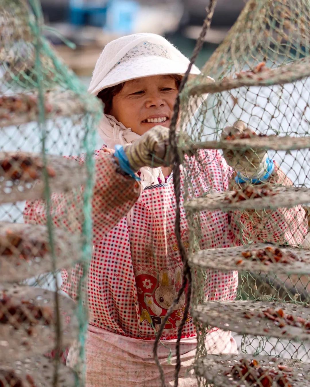 秋冬种植忙播种来年新希望,荣成扇贝分苗视频