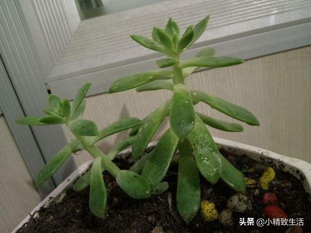 阳台养多肉怎么避免徒长,适合阳台养的多肉不容易徒长