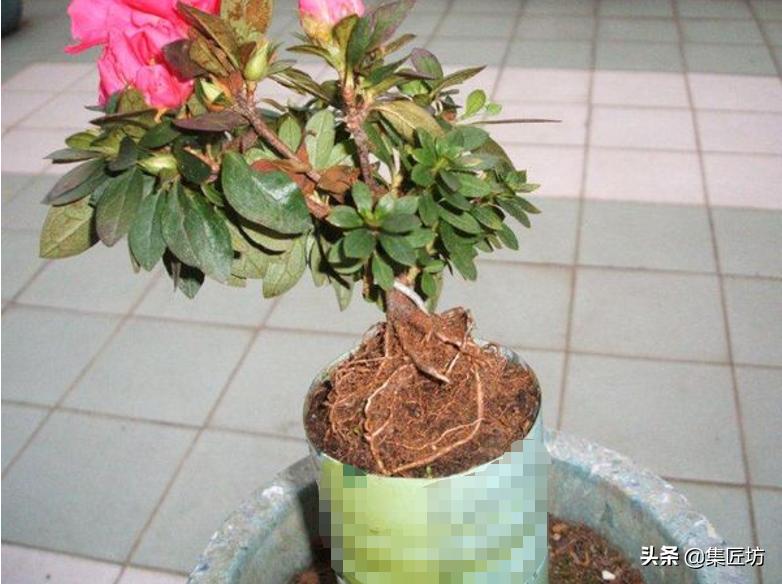 提根杜鹃盆景欣赏,杜鹃提根盆景浇水