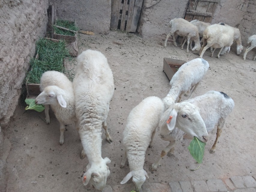 养羊专业户小尾寒羊,小尾寒羊习性及特点