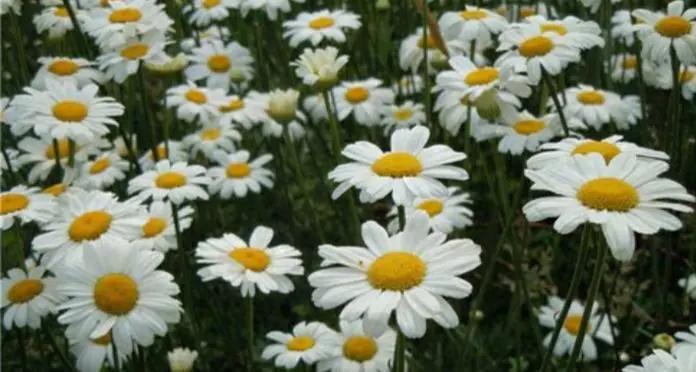 能有效驱蚊的植物,十种驱蚊最好的植物