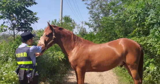 南京一匹“汗血宝马”外逃！价值已超百万，为何身价这么贵？