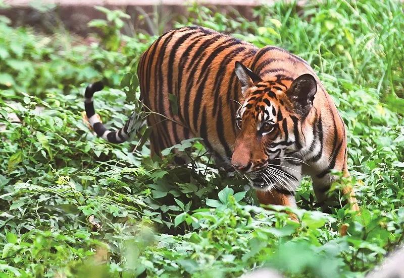 重庆动物园五一直播,重庆动物园新春活动