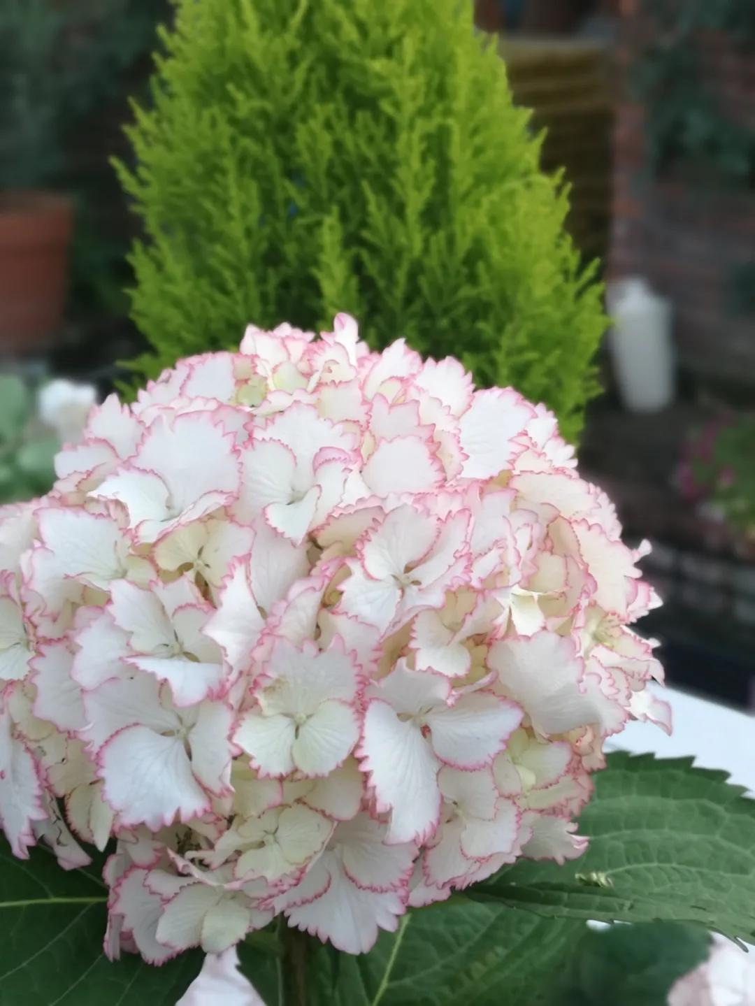 春季绣球叶子发皱怎么回事,夏季绣球老叶子都干枯怎么处理