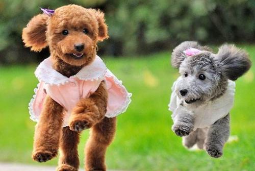 真正的泰迪犬有哪些品种,泰迪犬的潜力有哪些