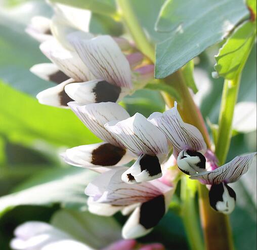 过年好吃的坚果有哪些,春节必吃的几种坚果