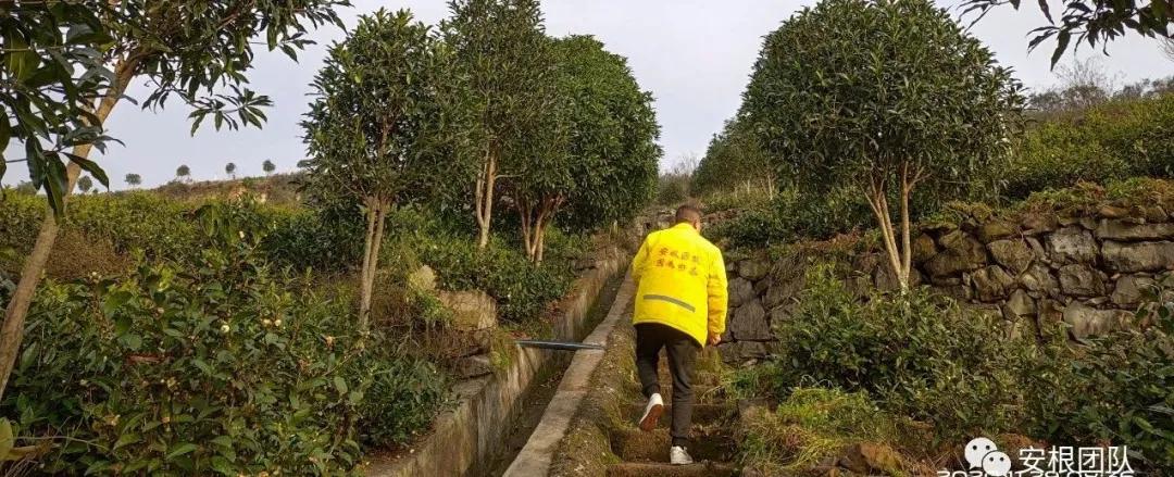 茶农怎么利润最大,茶叶合作社创新思路