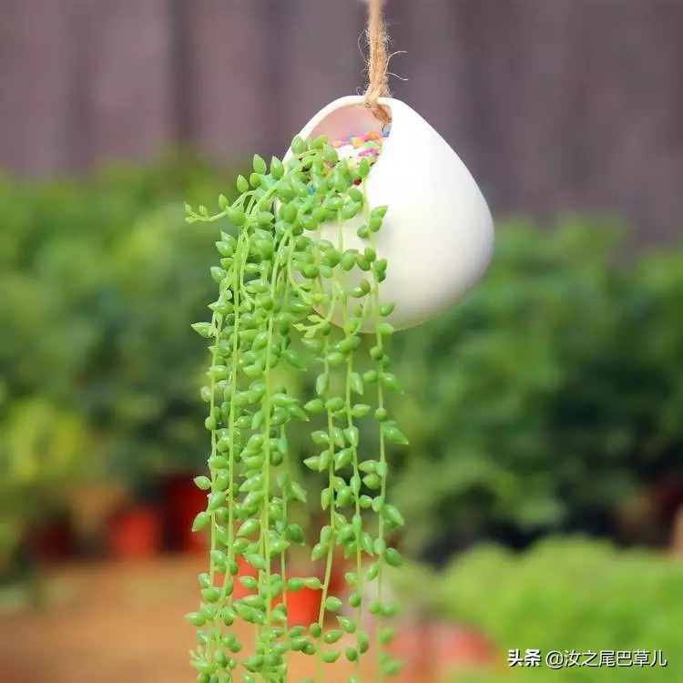 多肉佛珠可以放卧室吗,多肉佛珠可以放在鱼缸里吗