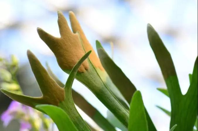 石松类植物与蕨类植物的特征,中国石松目植物的分类系统