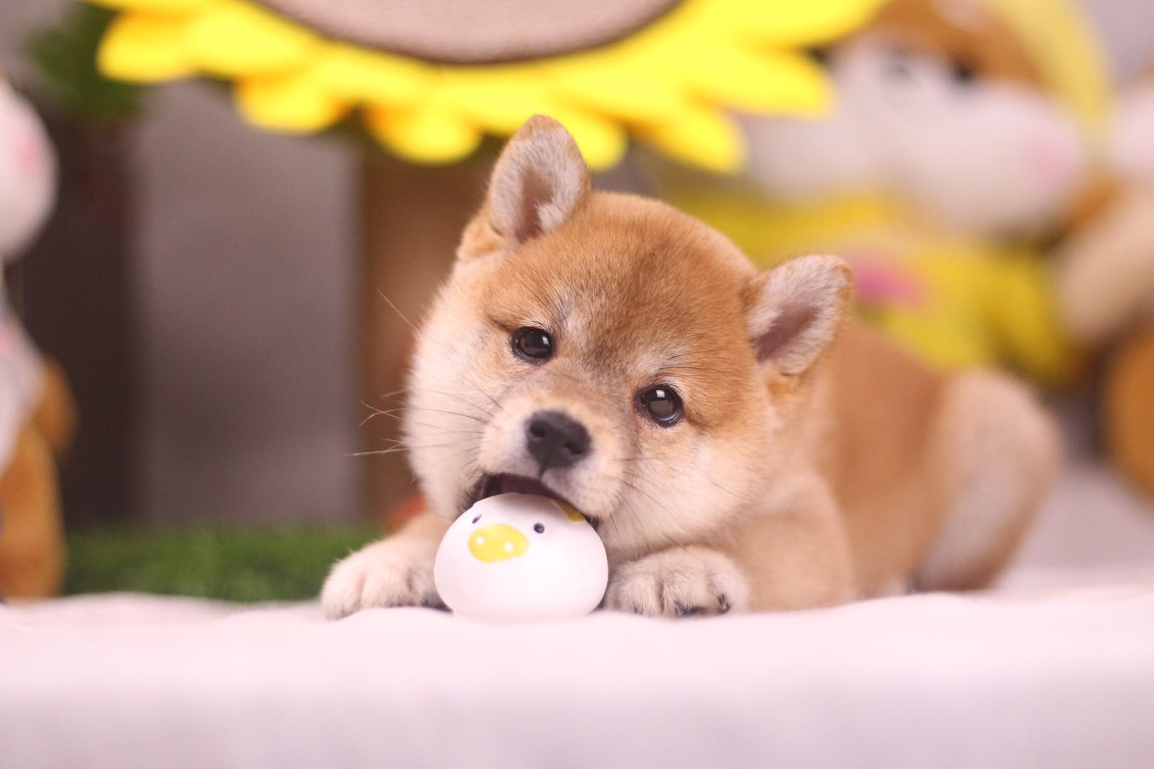 谁说月薪3000养不了柴犬？柴犬花销真的大吗？