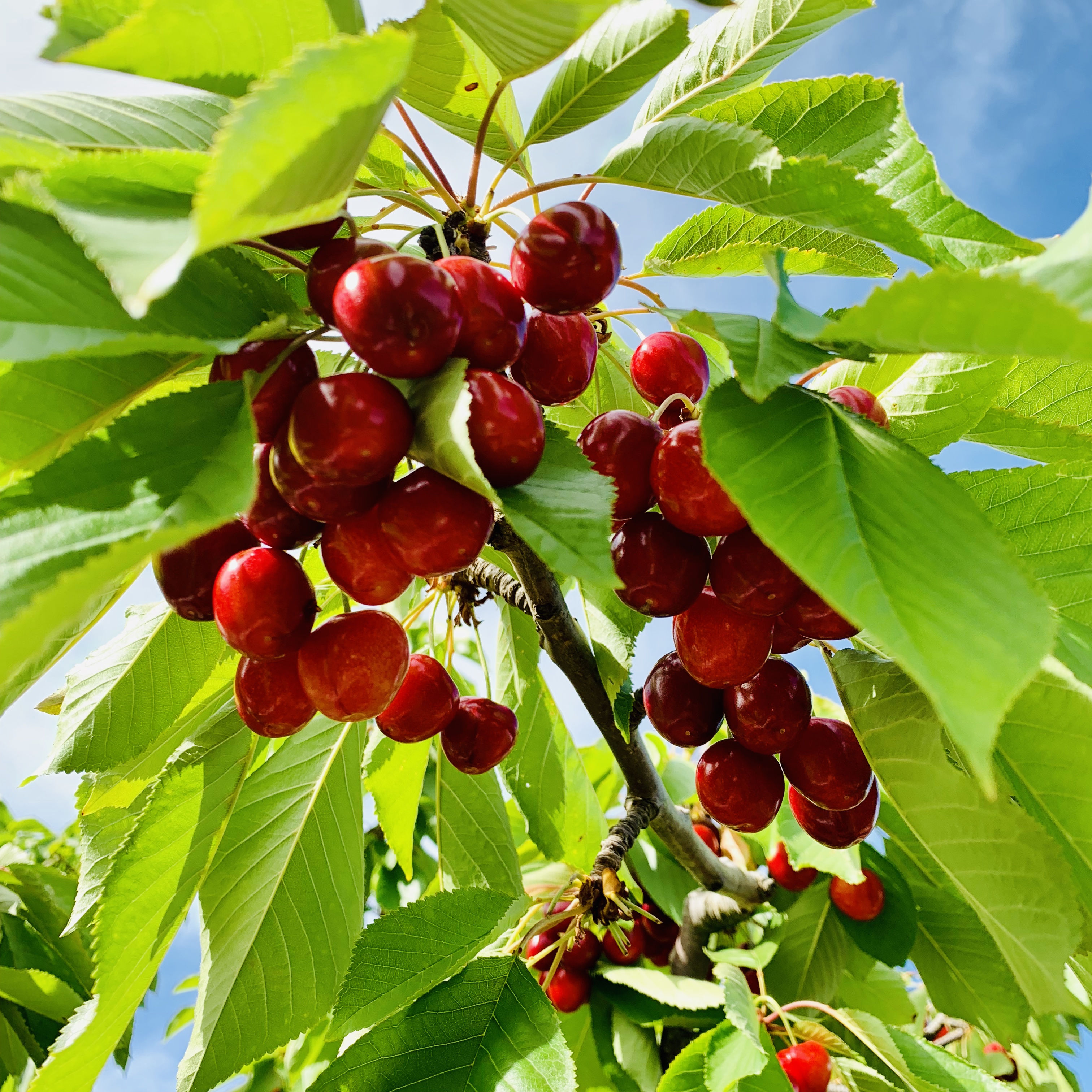 澳洲樱桃采摘,在澳洲采樱桃视频