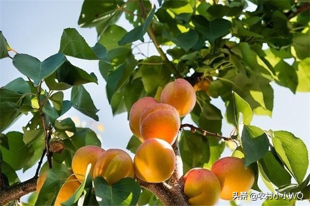 栽培仁用杏前景如何,山杏种植技术大全