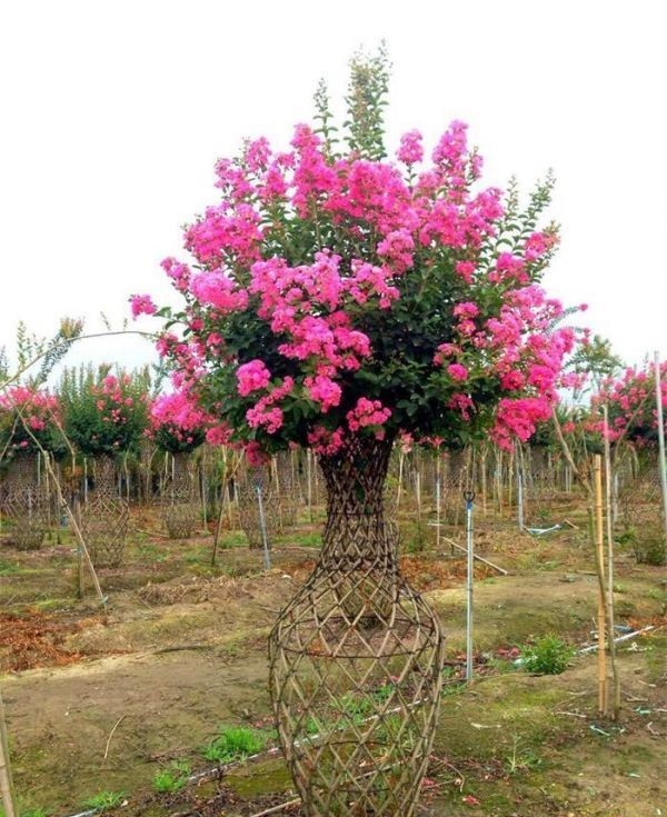 在花园里种什么草,在花园里种什么花最好