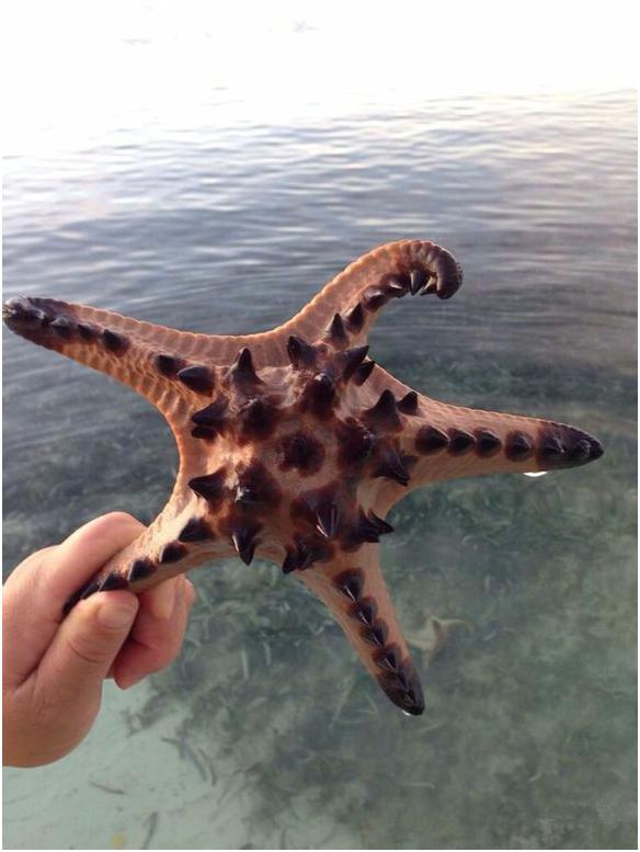 看图识海鲜，这些水产海鲜你都认识吗？