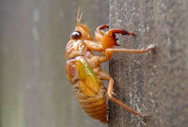 养殖什么稀奇的品种赚钱快又好养,养殖最赚钱的品种