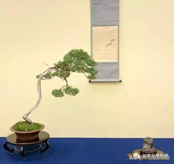 日本盆景巨匠木村正彦作品全程 (木村正彦盆景作品)