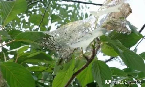 外来物种入侵，山东以下地区被列入2020美囯白蛾疫区