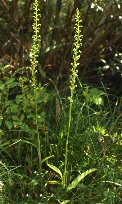 半春莲,半春莲图片