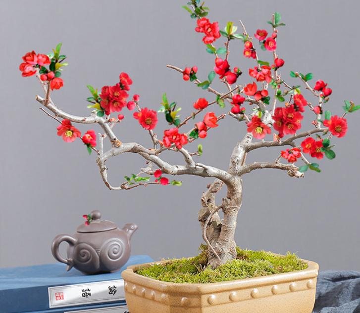 此花号称红宝石,此花美艳动人代表什么