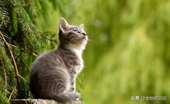 如果猫咪有以下五种症状，说明她到了发情期，请提前做好准备