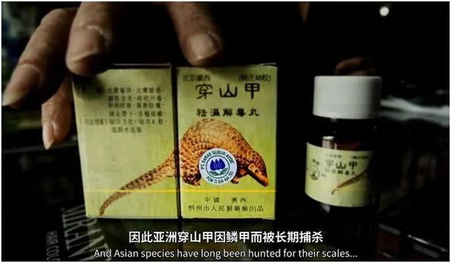 穿山甲除名是真的假的,穿山甲会被除名吗