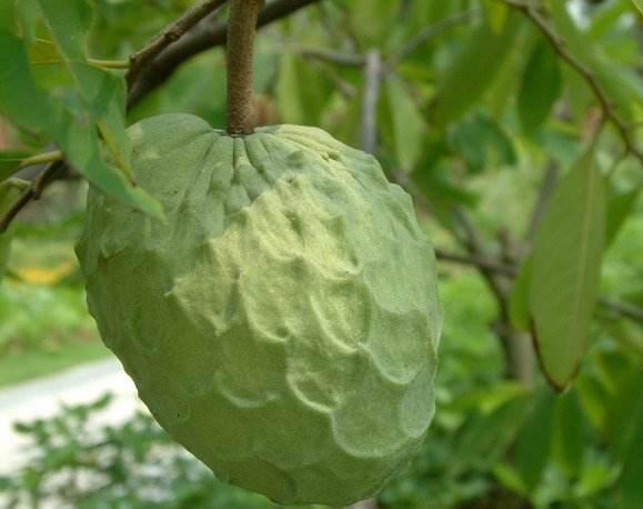 番荔枝成熟水果,酷似番荔枝的水果