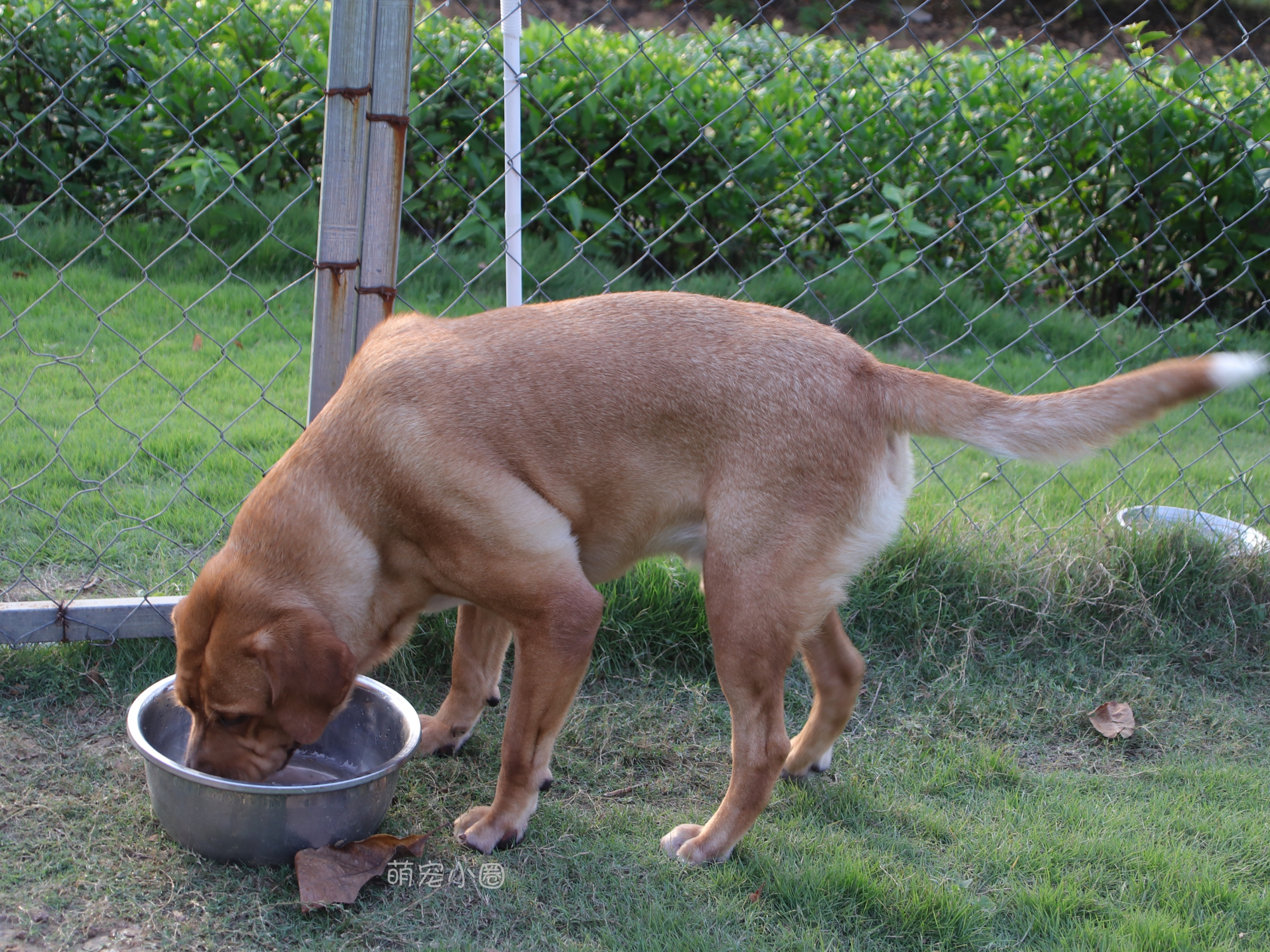 宠主们这8种水不能长期给狗狗喝，兽医表示：长期喝等于慢性自杀