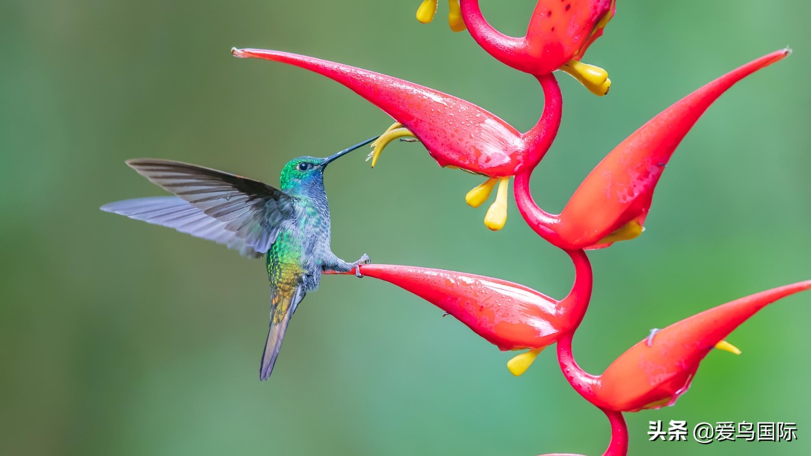 鸟类图片大全大图观赏,鸟类照片合集