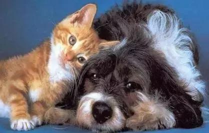 朋友的不同表达,朋友的不同语言表达