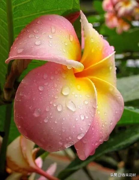 神奇的植物图片及介绍大全,十大最好的神奇植物