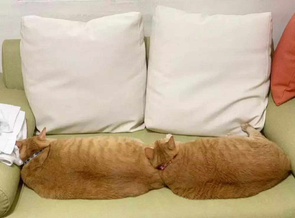 橘猫和兄妹的日常,橘猫兄妹最新视频大全