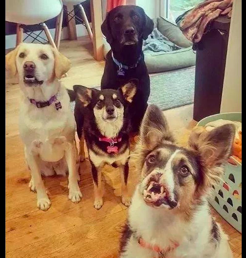 狗狗鼻子骨折什么表现,狗狗前腿骨折了需要多久自愈