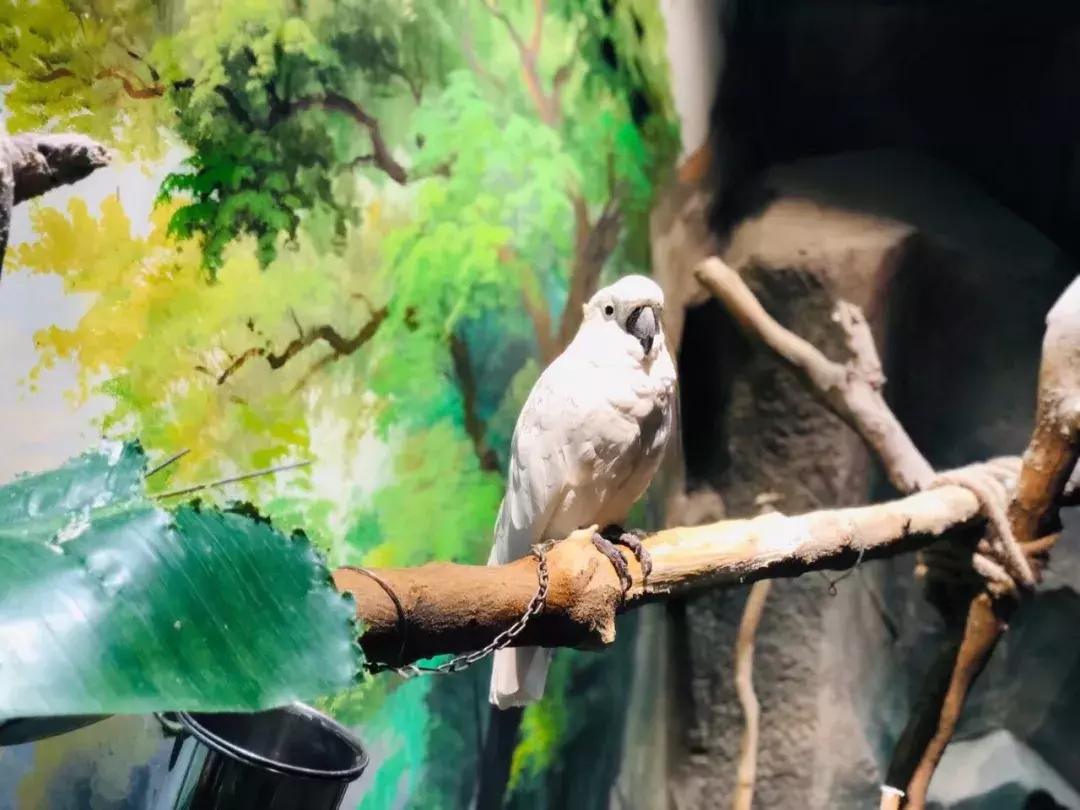 郑州奥林匹克公园萌宠乐园,郑州萌宠乐园长什么样子